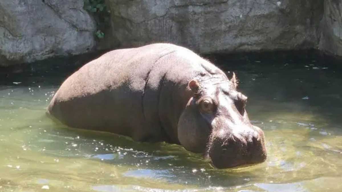 Alipore Zoo Hippo